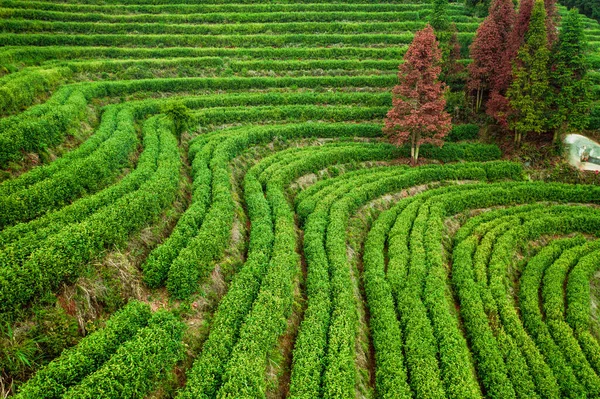 茶畑の上からの眺め — ストック写真