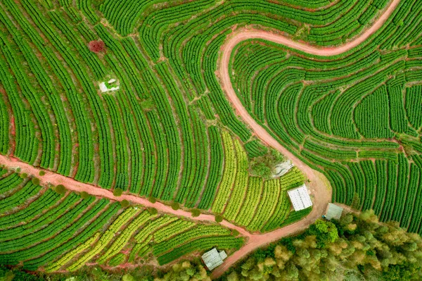 Elevated View Tea Plantation Rows — Stock Photo, Image