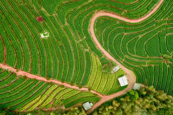 Vue Surélevée Des Rangées Plantations Thé — Photo