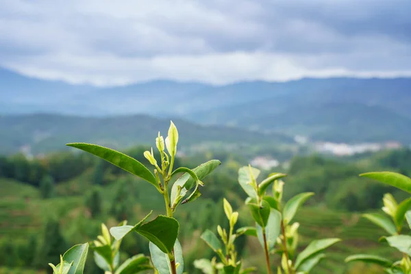 山を背景に茶葉を育て — ストック写真