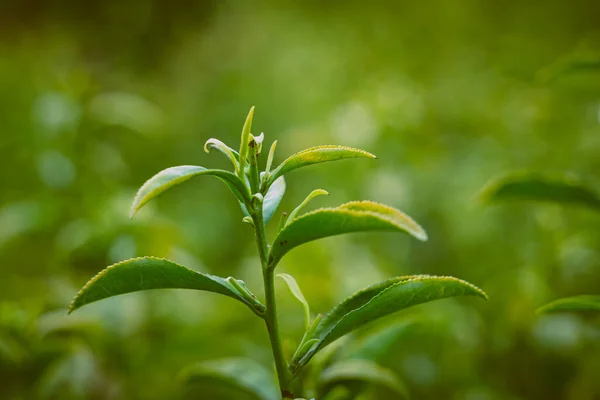 Close Shot Fresh Growing Tea Leaves — Stock Photo, Image