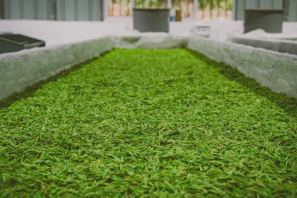 Tea Leaves Harvest Drying Outdoors Close — Stock Photo, Image