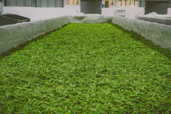 Tea Leaves Harvest Drying Outdoors Close — Stock Photo, Image