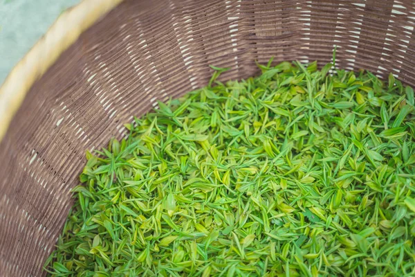 Fresh Picked Tea Leaves Basket — Stock Photo, Image