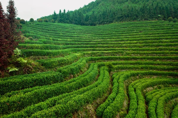 Kilátás Gyönyörű Táj Tea Ültetvény Stock Kép