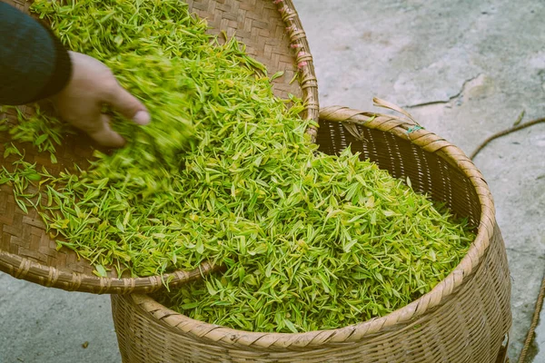 Travailleur Mettre Des Feuilles Thé Dans Panier Images De Stock Libres De Droits