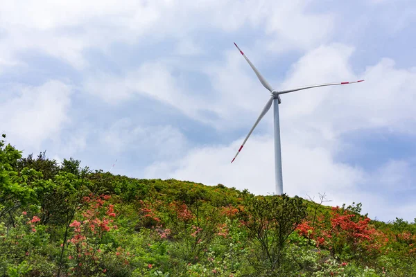 Moinho Vento Colina Verde Com Flores Florescentes Fotos De Bancos De Imagens Sem Royalties