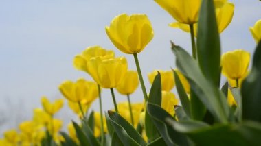 sıcak güneşin altında taze renkli Lale