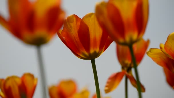 Tulipas coloridas frescas em luz solar quente — Vídeo de Stock