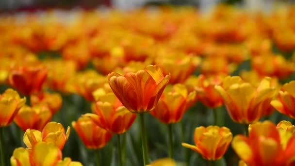 Des tulipes fraîches et colorées au soleil chaud — Video