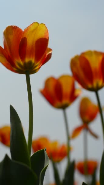 Frische bunte Tulpen im warmen Sonnenlicht — Stockvideo