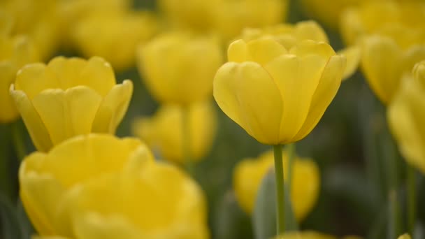 Tulipas coloridas frescas em luz solar quente — Vídeo de Stock