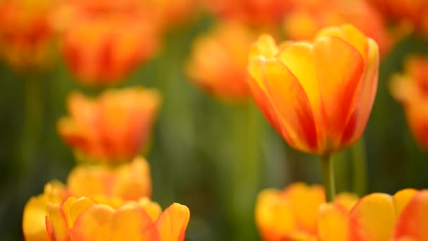 Tulipas coloridas frescas em luz solar quente — Vídeo de Stock