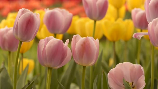 Świeże, kolorowe tulipany w ciepłym słońcu — Wideo stockowe
