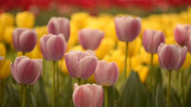 Frische bunte Tulpen im warmen Sonnenlicht — Stockvideo