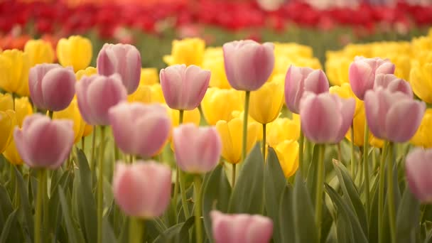 Fresh colorful tulips in warm sunlight — Stock Video