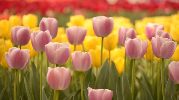 Tulipas coloridas frescas em luz solar quente — Vídeo de Stock