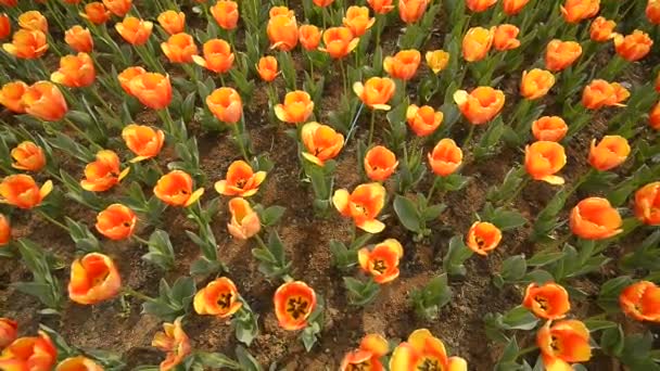 Tulipas coloridas frescas em luz solar quente — Vídeo de Stock