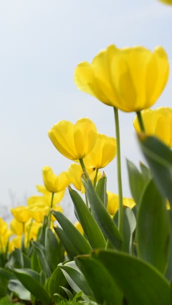 Tulipas coloridas frescas em luz solar quente — Vídeo de Stock