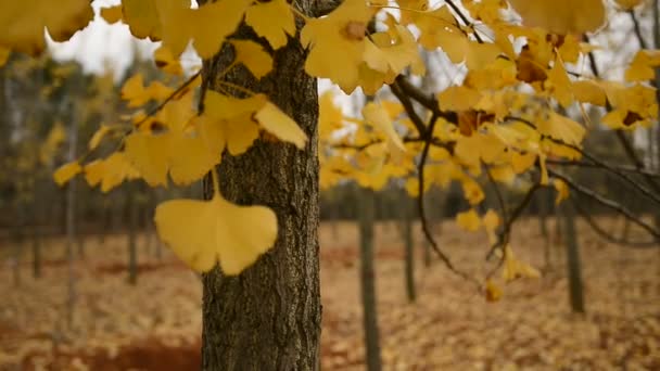 Zlaté Jinan dvoulaločný strom, — Stock video