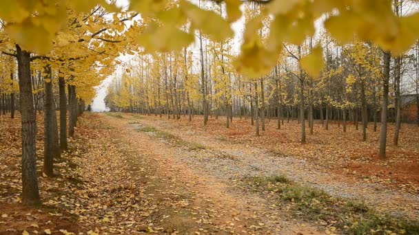 Goldener Ginkgobaum, — Stockvideo