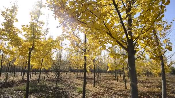 Goldener Ginkgobaum, — Stockvideo