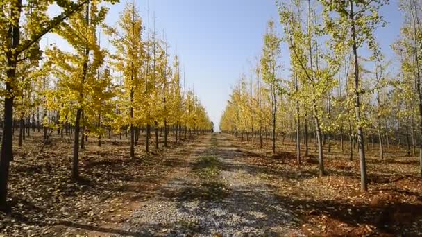 Kultainen ginkgo-puu , — kuvapankkivideo