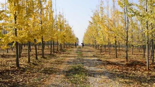 Goldener Ginkgobaum, — Stockvideo