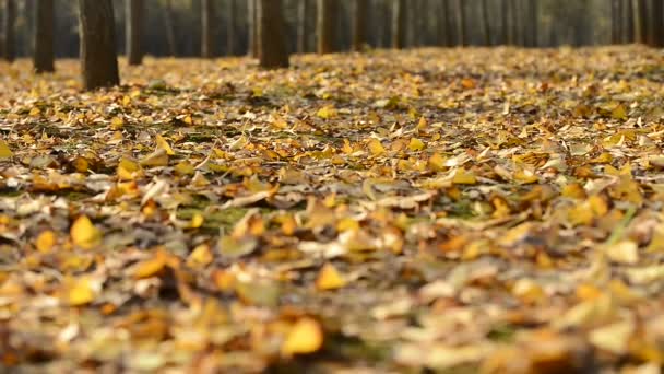 Goldener Ginkgobaum, — Stockvideo