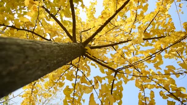 Goldener Ginkgobaum, — Stockvideo