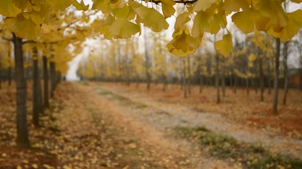 Árbol de ginkgo dorado , — Vídeo de stock