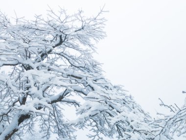 donmuş buz ağaç dallarında