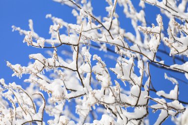 donmuş buz ağaç dallarında