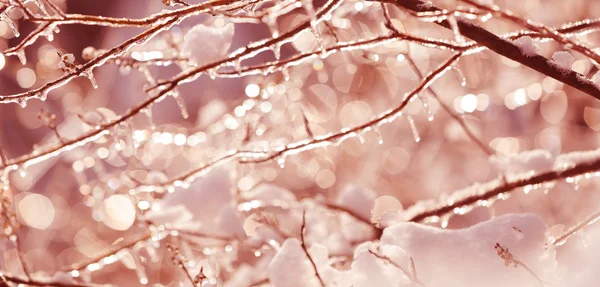 Congelés dans les branches de l'arbre à glace — Photo