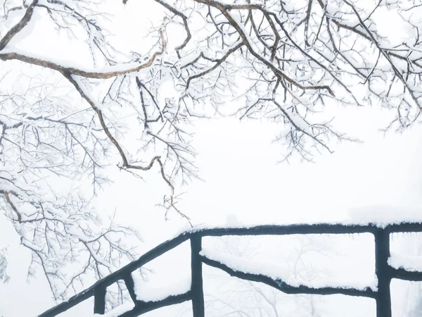 Замороженные в ветвях ледяного дерева — стоковое фото