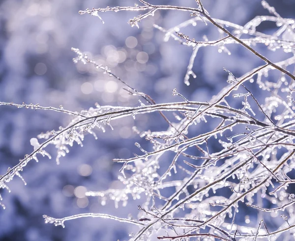 Zamrzlé v ledu větve stromů — Stock fotografie