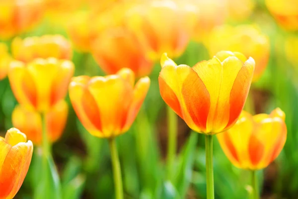 Hermoso tulipán —  Fotos de Stock