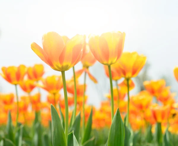 Hermoso tulipán —  Fotos de Stock