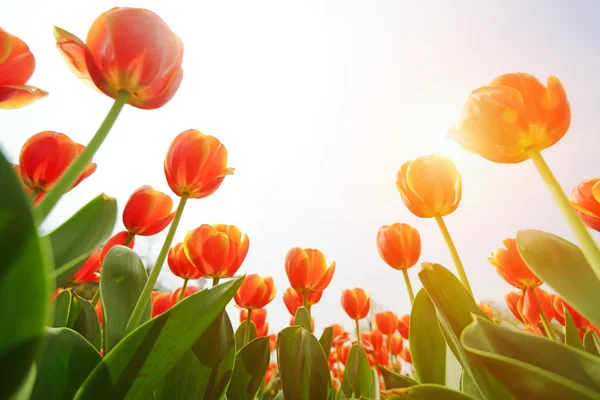 Beautiful tulip — Stock Photo, Image