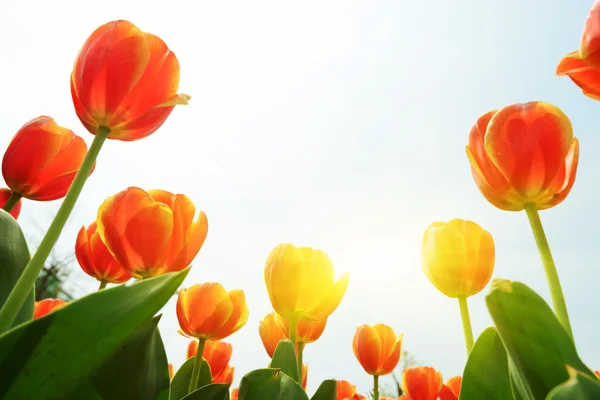 Beautiful tulip — Stock Photo, Image