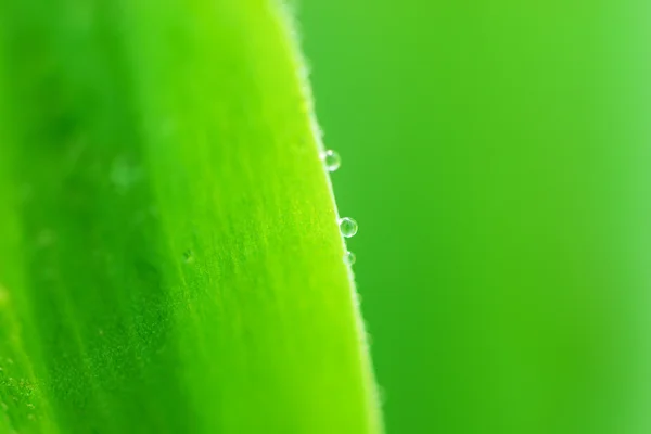 水の滴、緑を葉します。 — ストック写真