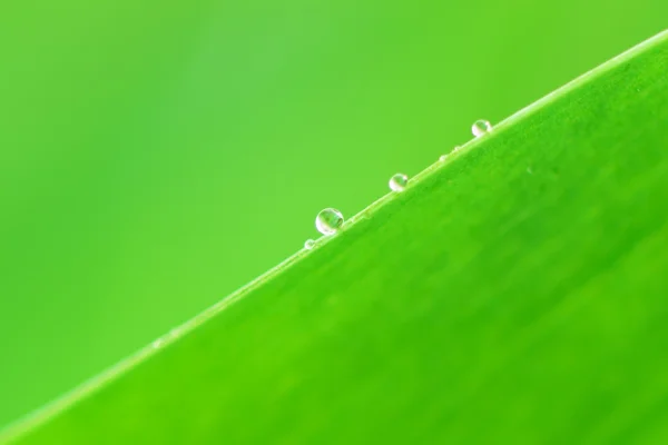 水の滴、緑を葉します。 — ストック写真