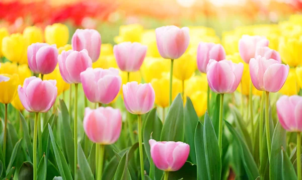 Piękny tulipan — Zdjęcie stockowe