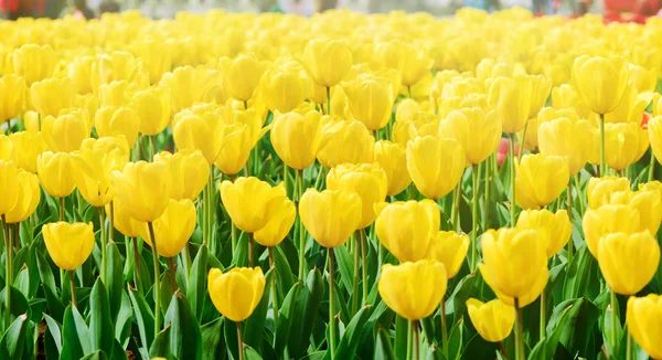 Hermoso tulipán —  Fotos de Stock