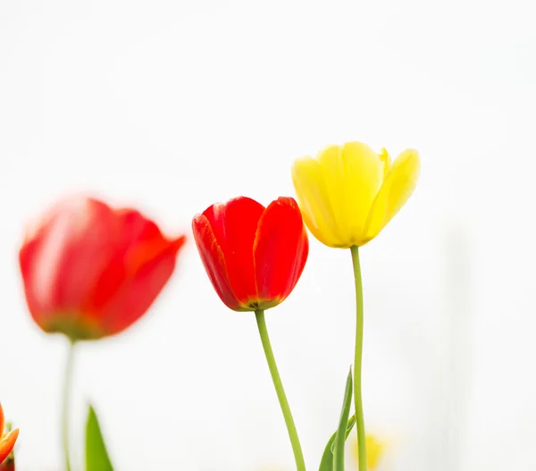 Prachtige tulp — Stockfoto