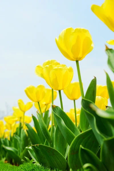 Piękny tulipan — Zdjęcie stockowe