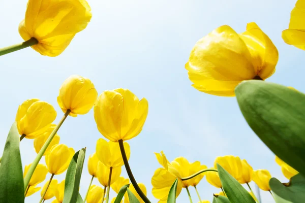 Beautiful tulip — Stock Photo, Image