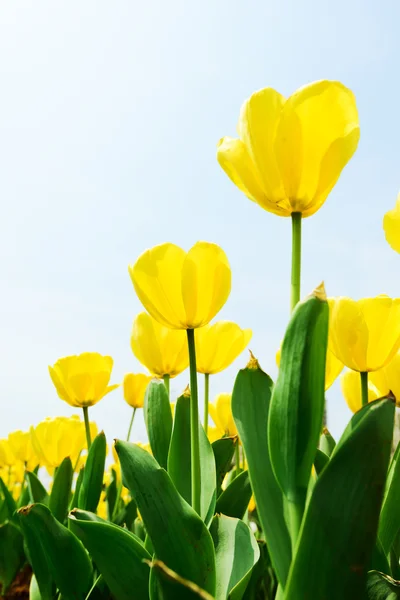 Beautiful tulip — Stock Photo, Image