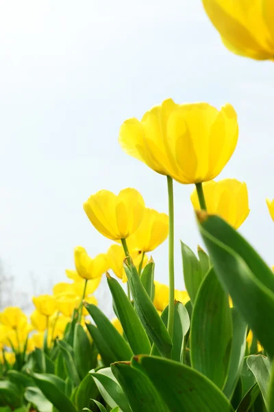 Beautiful tulip — Stock Photo, Image