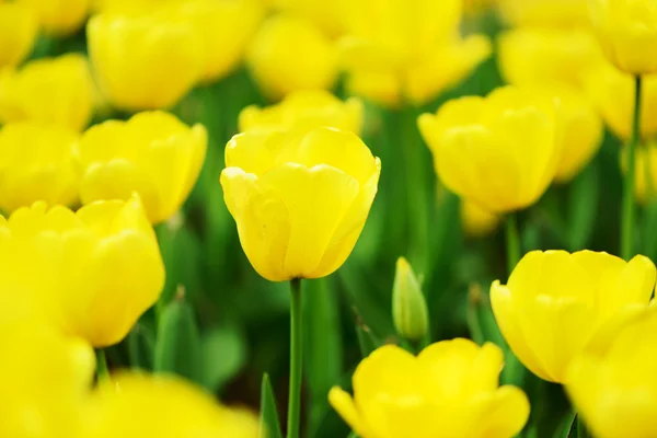 Beautiful tulip — Stock Photo, Image